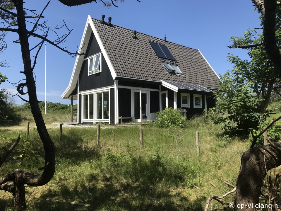 Aalscholver, Paardrijden op het strand op Vlieland