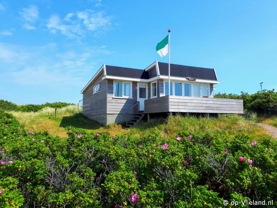 Fazant, Strandzeilen op Vlieland