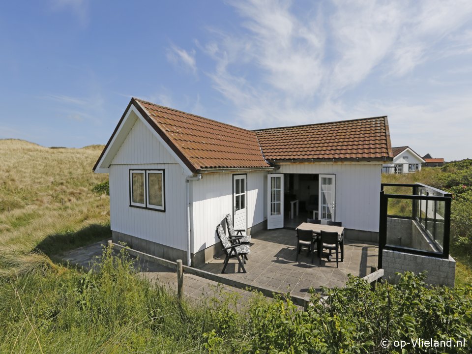 Hagedis, Paardrijden op het strand op Vlieland