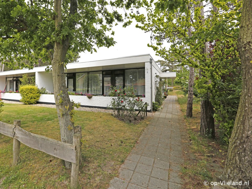 Houtsnip, Uitwaaien op Vlieland