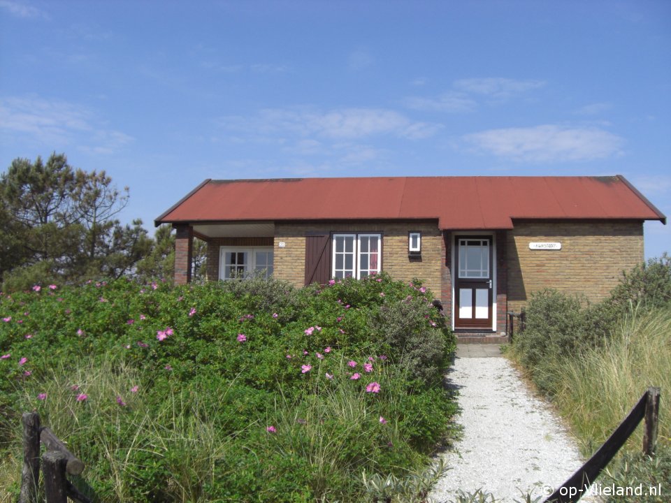 Kwikstaart, Paardrijden op het strand op Vlieland