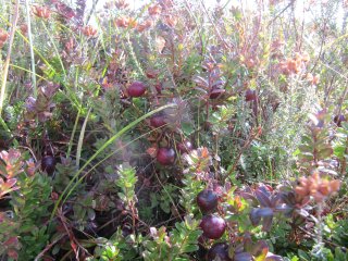 Eigene Preiselbeeren pflücken auf Vlieland