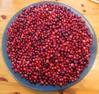 Zelf Cranberries plukken op Vlieland