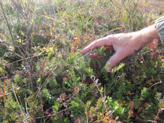 Zelf Cranberries plukken op Vlieland