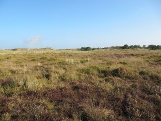 Zelf Cranberries plukken op Vlieland