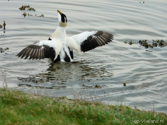 Albatros