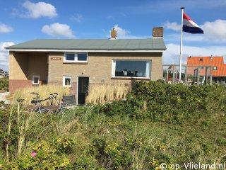 Kapmeeuw, Uitwaaien op Vlieland