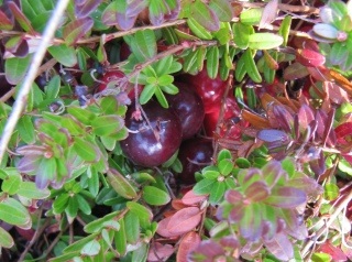 Eigene Preiselbeeren pflücken auf Vlieland