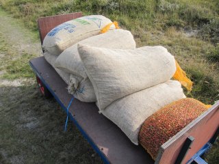 Eigene Preiselbeeren pflücken auf Vlieland