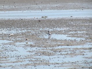 Wadden Sea World Heritage Site Vlieland